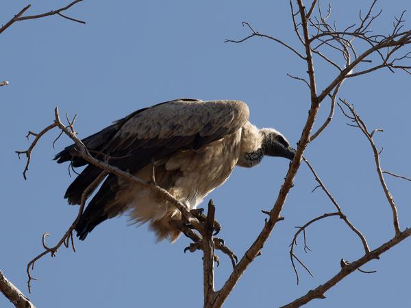 <h3><a href="/trips/safari/biota/animalia/chordata/aves/017 accipitriformes/004 accipitridae/gyps africanus/gyps africanus-nl.html">Gyps&nbsp;africanus</a> / White‑backed&nbsp;vulture / Witruggier</h3>OM-1 Mark II met OLYMPUS M.300mm F4.0, 1/2000 sec  bij F4.0, ISO 200, afstand 38.1&nbsp;m